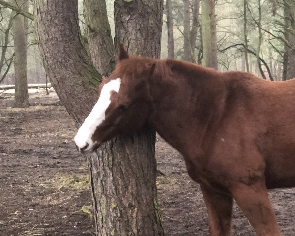 Pferd HRS Rock it little Cat (Quarter Horse, 2014, von Smartest Little Cat)