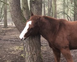 horse HRS Rock it little Cat (Quarter Horse, 2014, from Smartest Little Cat)