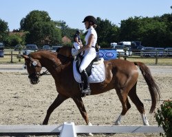 dressage horse Forest (Westphalian, 2010)