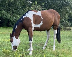 Pferd Whiz Special Colour (Paint Horse, 2021, von CS Special Trick)