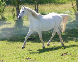 horse RoxySon (Trakehner, 2003, from Handryk)