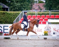 dressage horse Grzimek (German Riding Pony, 2019, from Golden Clooney)