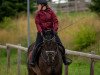 jumper Cenzo 4 (German Sport Horse, 2006, from Castello)