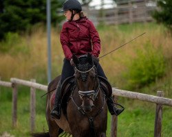 jumper Cenzo 4 (German Sport Horse, 2006, from Castello)