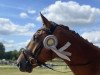 dressage horse Beauregard (Hanoverian, 2017, from Borsalino)