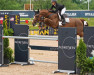 jumper Bellissimo Z (Zangersheide riding horse, 2009, from Bamako de Muze)