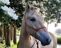 dressage horse King (Fjord Horse, 2018, from Kalino)