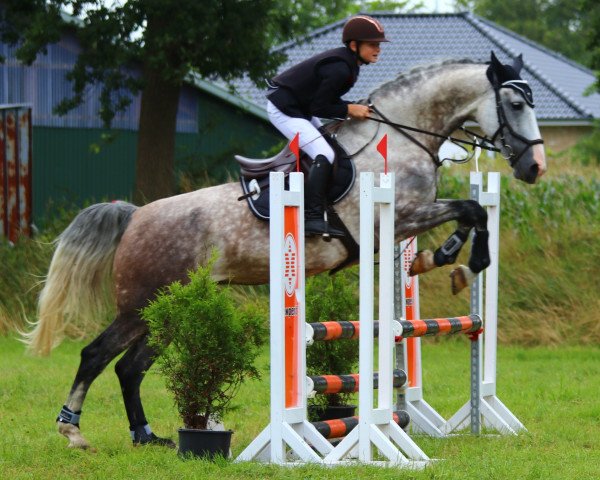 jumper Kezel (KWPN (Royal Dutch Sporthorse), 2015, from Dylano)