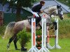 jumper Kezel (Swedish Warmblood, 2015, from Dylano)