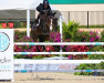 jumper Lucy In The Sky (Swedish Warmblood, 2009, from Tornesch)