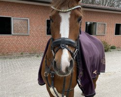 horse Müsli (German Riding Pony, 2013)