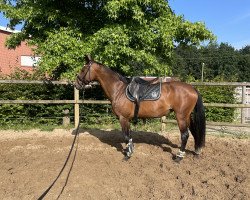 broodmare Fly away (German Warmblood, 2010, from Finito)