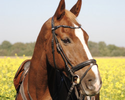 Springpferd Landstrom (KWPN (Niederländisches Warmblut), 2009, von Applaus)