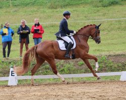 dressage horse Schmuckstück 11 (Oldenburg, 2019, from Secret)