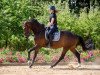 dressage horse Gloria B (Oldenburg, 2020, from Goldberg)