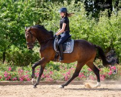 dressage horse Gloria B (Oldenburg, 2020, from Goldberg)