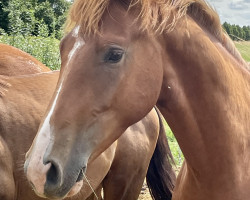 dressage horse Skydancer (Oldenburg, 2022, from Sky)