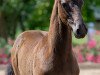 dressage horse Fiete B (Oldenburg, 2023, from Finest)