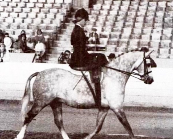 Pferd Runnings Park Robin (British Riding Pony, 1982, von Coed Coch Ensign)