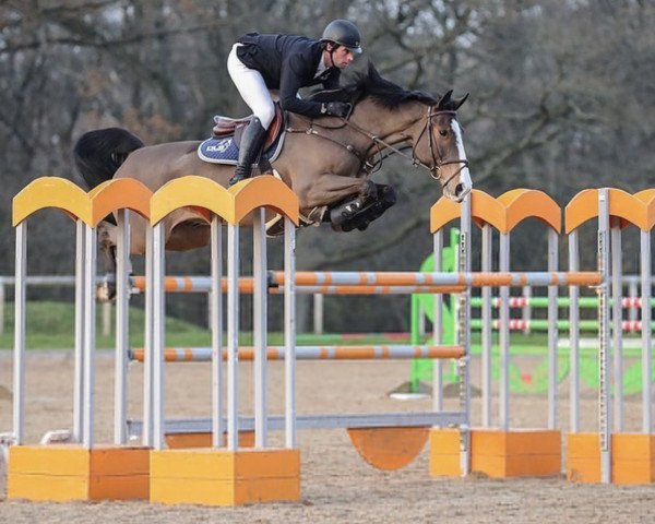 Springpferd Amazon Jd (Irish Sport Horse, 2011, von Lancelot)