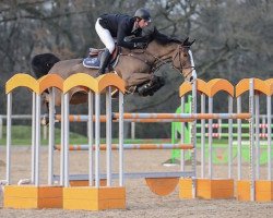 jumper Amazon Jd (Irish Sport Horse, 2011, from Lancelot)