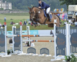 jumper Desperado S.w (Oldenburg show jumper, 2015, from Diatendro)