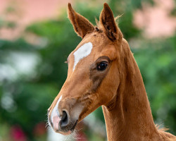 dressage horse Stella B (Oldenburg, 2023, from Sky)