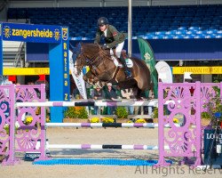 jumper Billy Pringle (anglo european sporthorse, 2010, from Kannan)