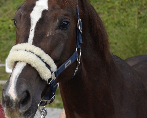 broodmare Macarena (Austrian Warmblood, 2012, from Fit for Fun)