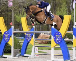 jumper Sanlou (Oldenburg show jumper, 2008, from Sandro Boy)