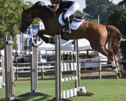 jumper Finn W (KWPN (Royal Dutch Sporthorse), 2010, from Flamenco de Semilly)