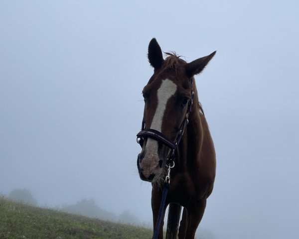 horse Weltana (Hanoverian, 1998, from Weltmeyer)