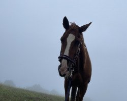 Pferd Weltana (Hannoveraner, 1998, von Weltmeyer)