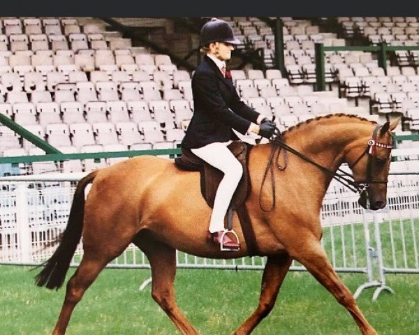 Pferd Westhill Chatterbox (British Riding Pony, 1993, von Westhill Integrity xx)
