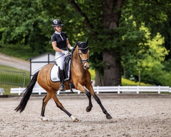 broodmare Mystery Deluxe (German Riding Pony, 2019, from FS Mr. Right)