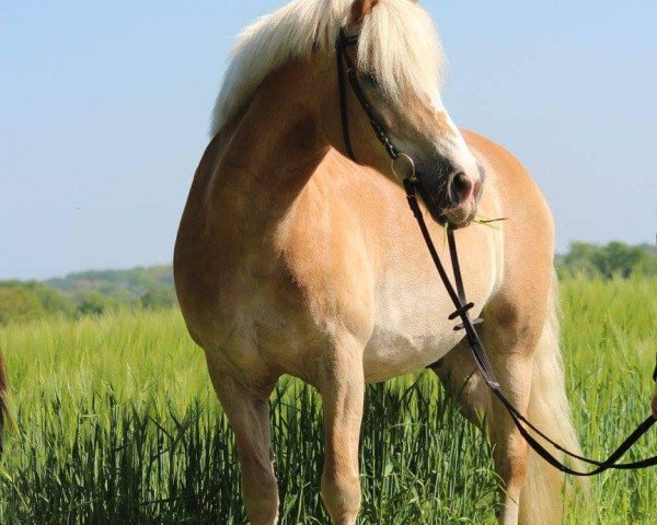 horse Amigo (Haflinger, 1993, from Altjo van de Kenterstreek)