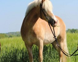 Pferd Amigo (Haflinger, 1993, von Altjo van de Kenterstreek)