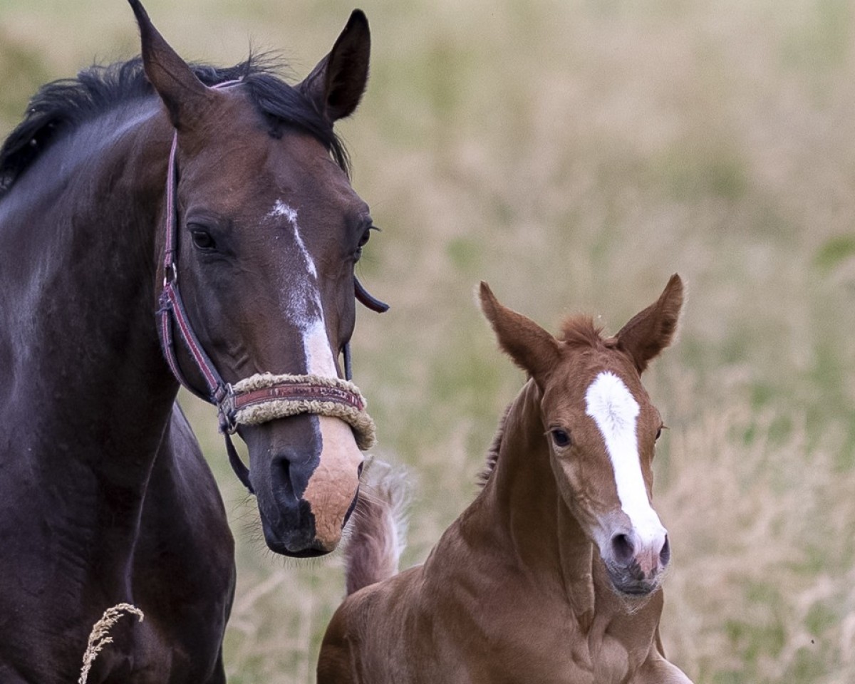 broodmare Fire Queen (Hanoverian, 2006, from Florencio I)