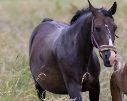 broodmare Fire Queen (Hanoverian, 2006, from Florencio I)