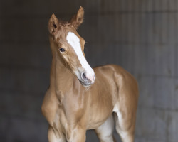 dressage horse High Venida (Rhinelander, 2021, from High Motion 2)