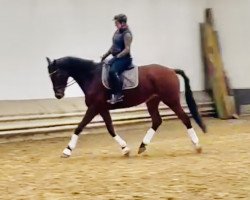 dressage horse Charitello (Trakehner, 2017, from Unicato)