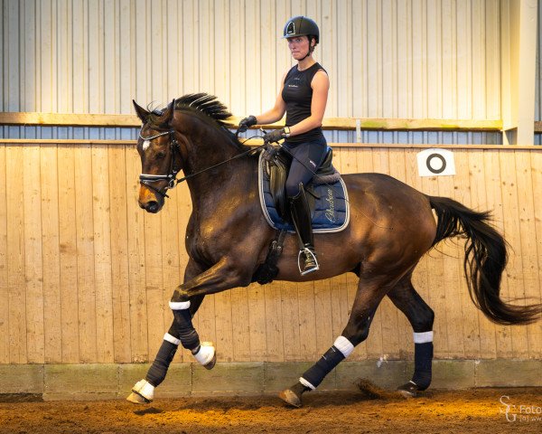 dressage horse Bon Belissimo (Oldenburg, 2019, from Bon Coeur)