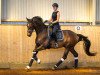 dressage horse Bon Belissimo (Oldenburg, 2019, from Bon Coeur)