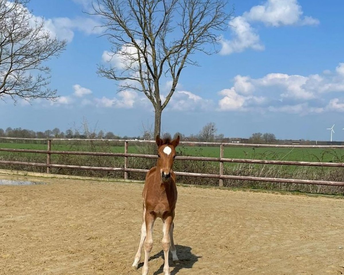 jumper Helvetia PU Z (Zangersheide riding horse, 2023, from Highway Tn N.O.P.)