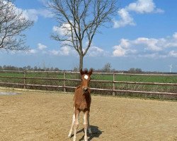 jumper Helvetia PU (Zangersheide riding horse, 2023, from Highway Tn N.O.P.)