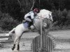 stallion Vinci du Logis (Welsh-Pony (Section B), 1987, from Romeo du Logis)