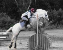 Deckhengst Vinci du Logis (Welsh Pony (Sek.B), 1987, von Romeo du Logis)