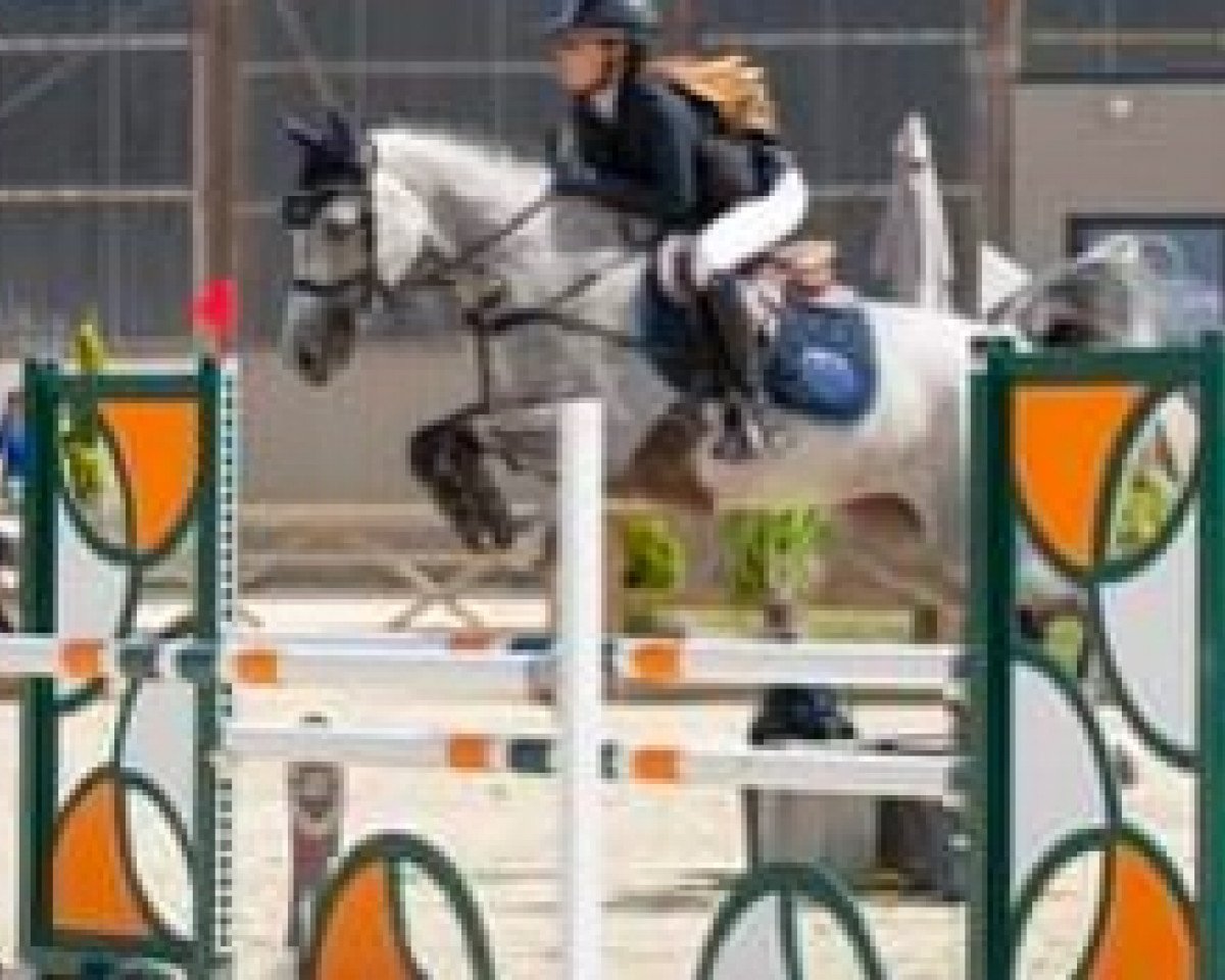 horse Binils du Quesnay (French Pony, 2011, from Nils de Lojou)