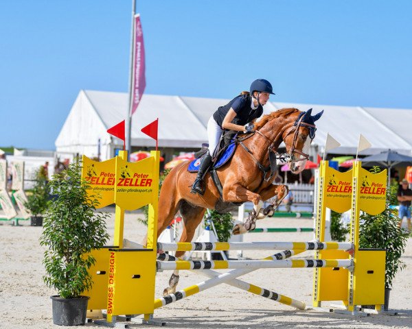 Springpferd Korin (Polnisches Warmblut, 2016, von Wolf's Panter)