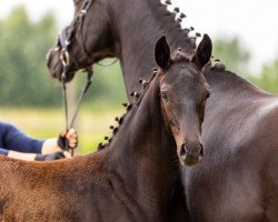 dressage horse Helia (Oldenburg, 2021, from Dimaggio Black)